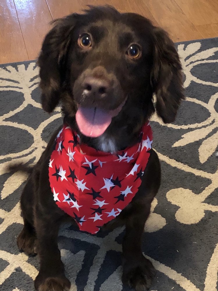 Kounty K9
