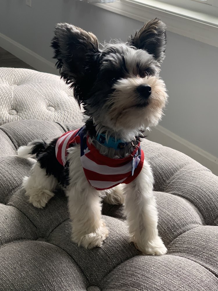 Kounty K9
