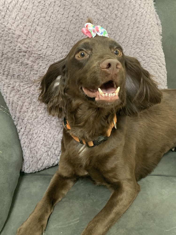 Bed Bug Dog Inspections Services