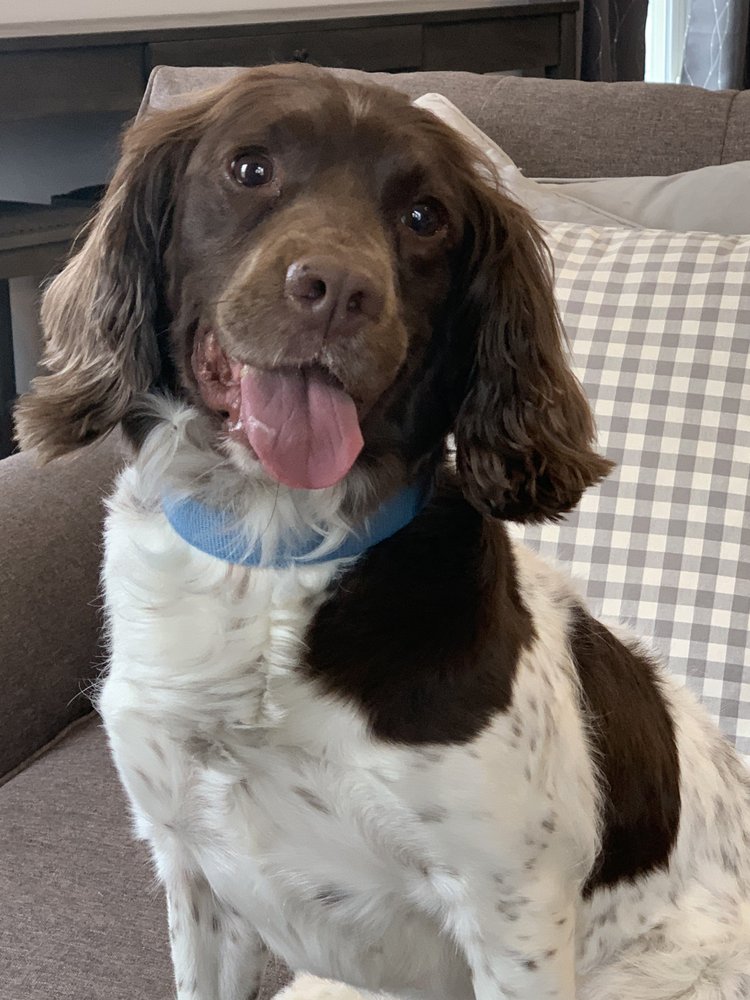 Bed Bug Dog Inspections Services