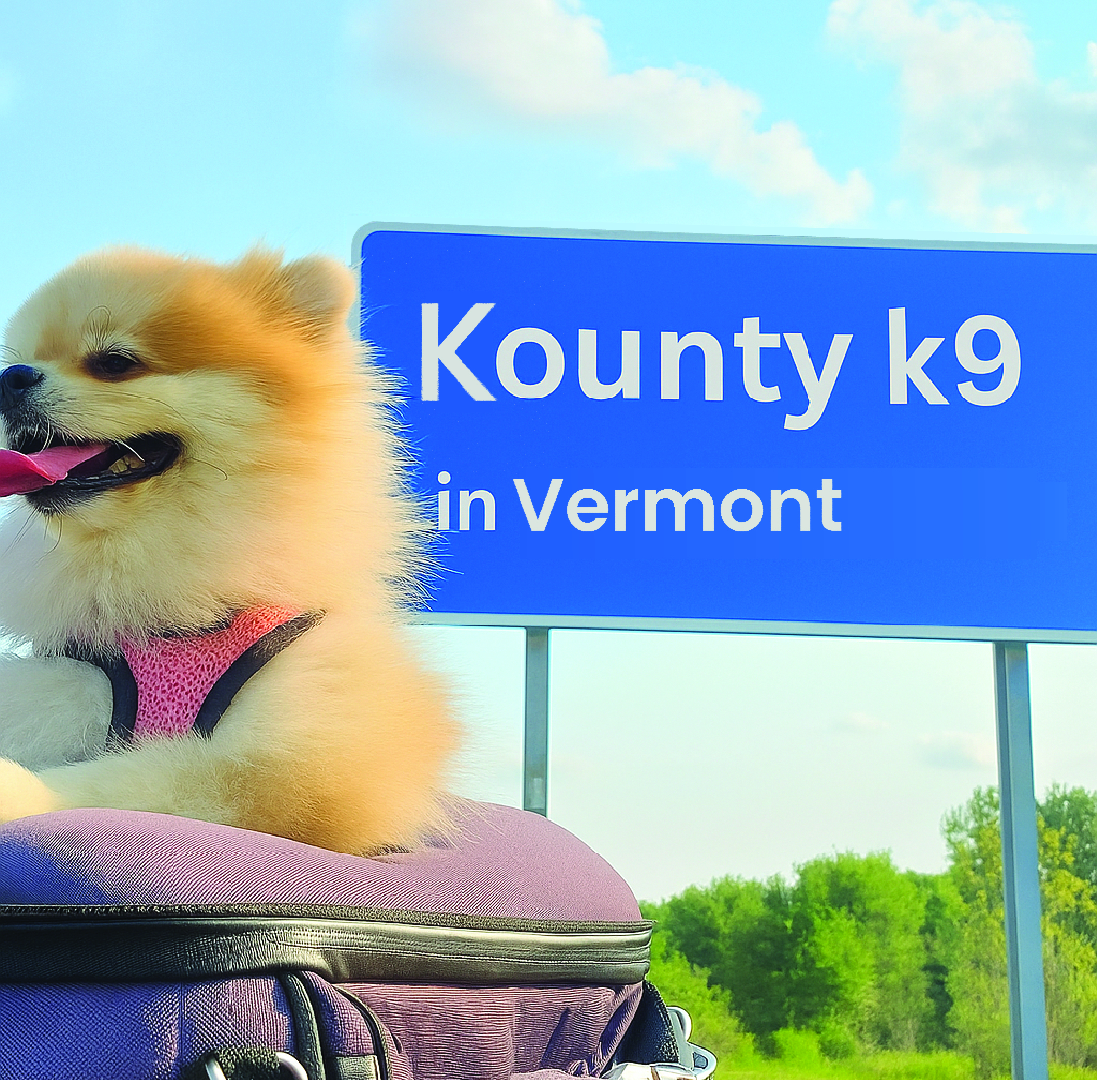 Professional Bed Bug Detection in VT